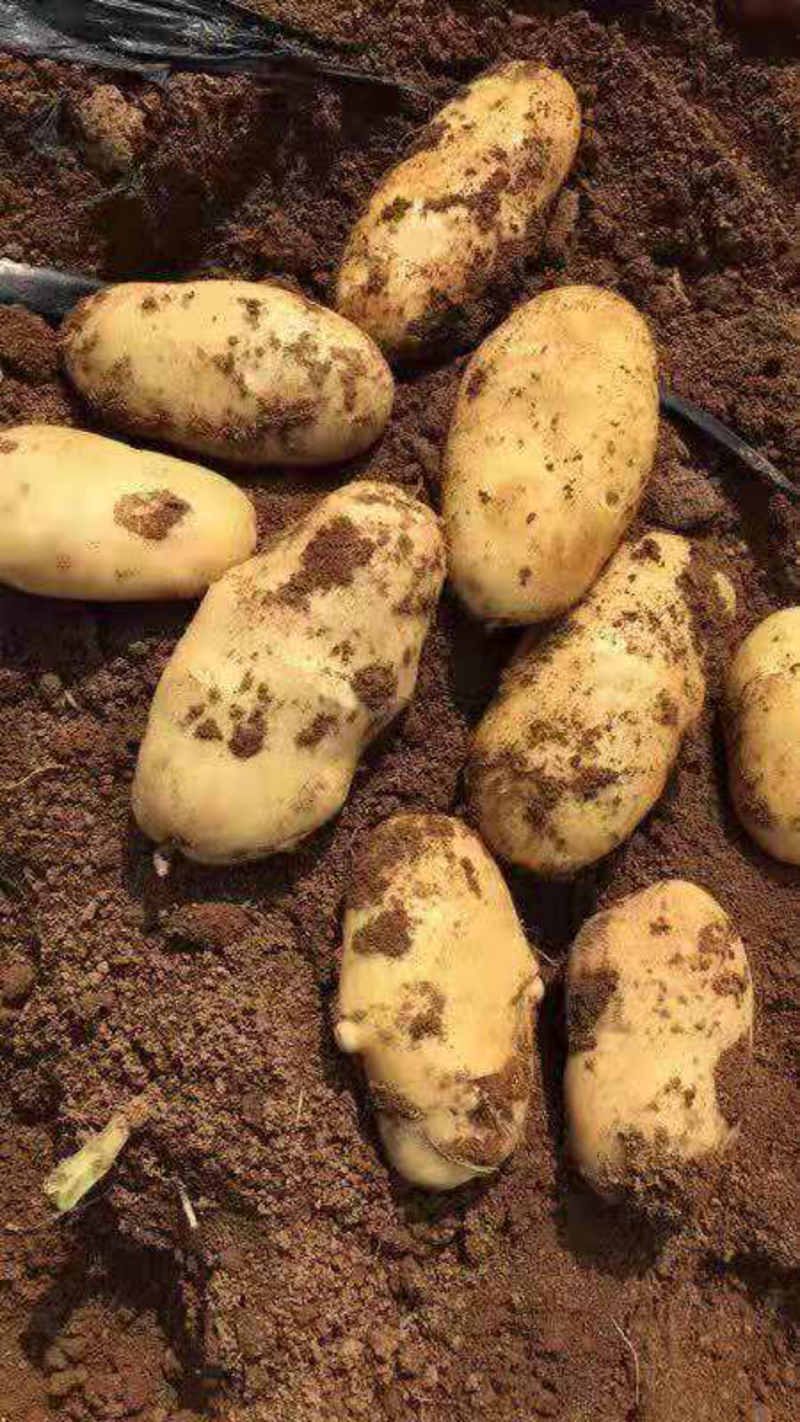 广西钧盛农业科技有限公司冬种马铃薯鲜薯上市，希森3号