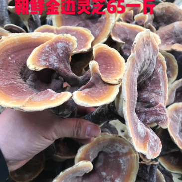朝鲜金边灵芝红灵芝精选货