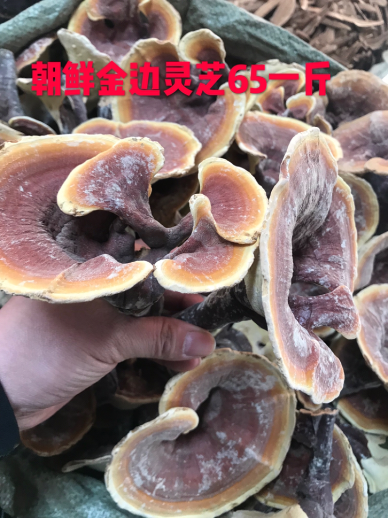 朝鲜金边灵芝红灵芝精选货