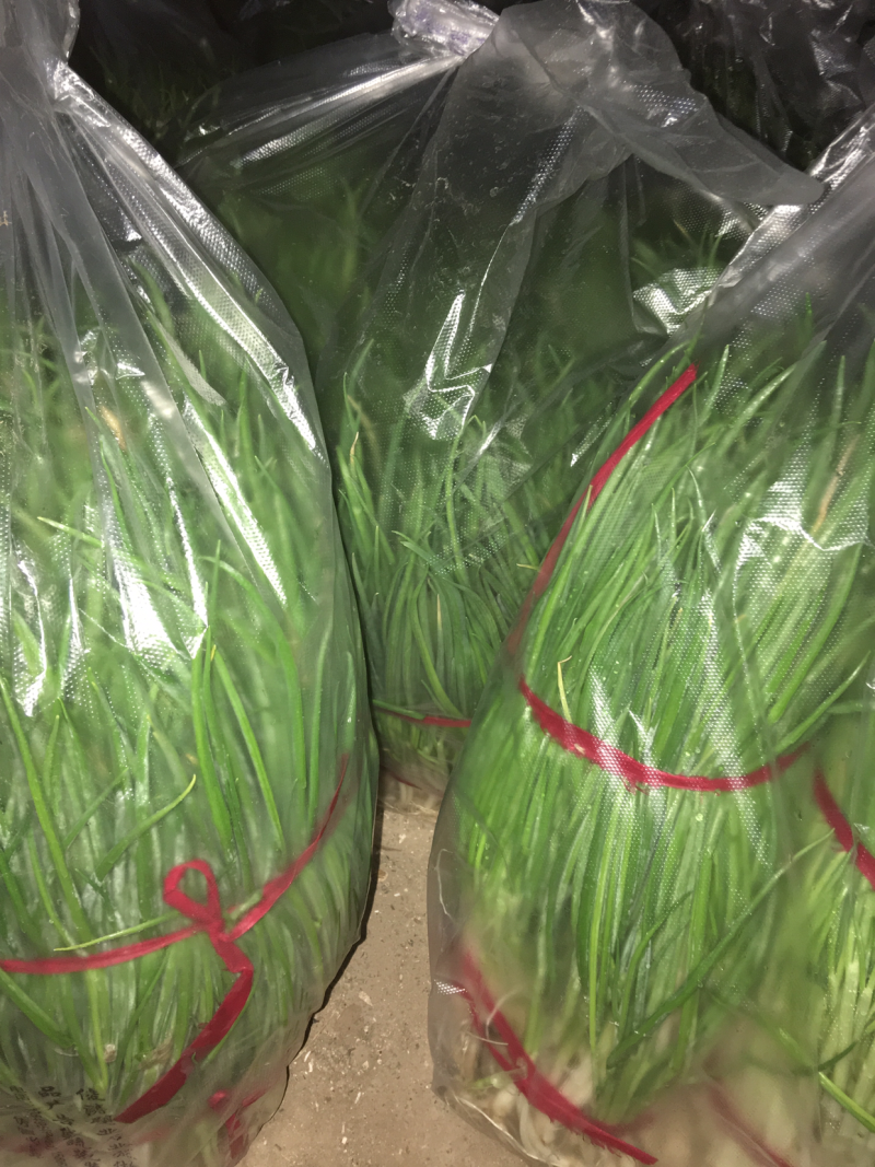 供应优质小香葱
