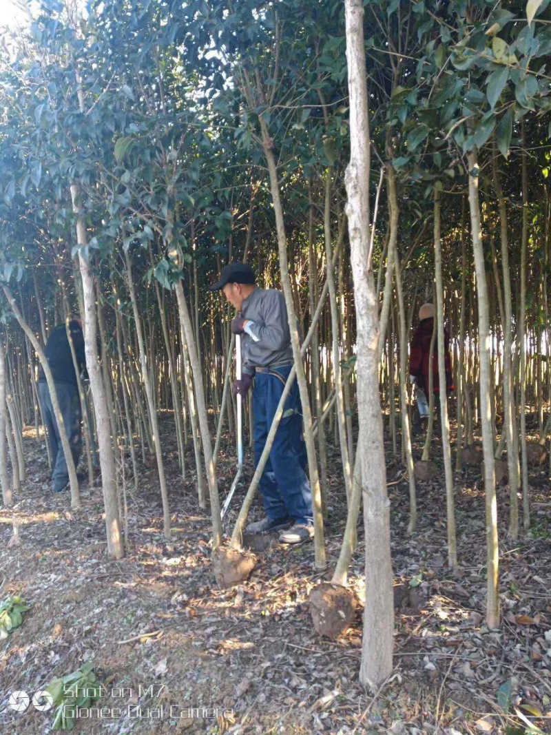 大叶女贞5公分