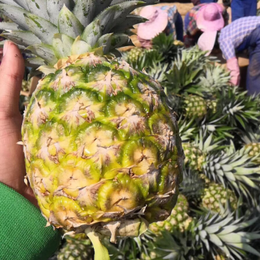 海南凤梨