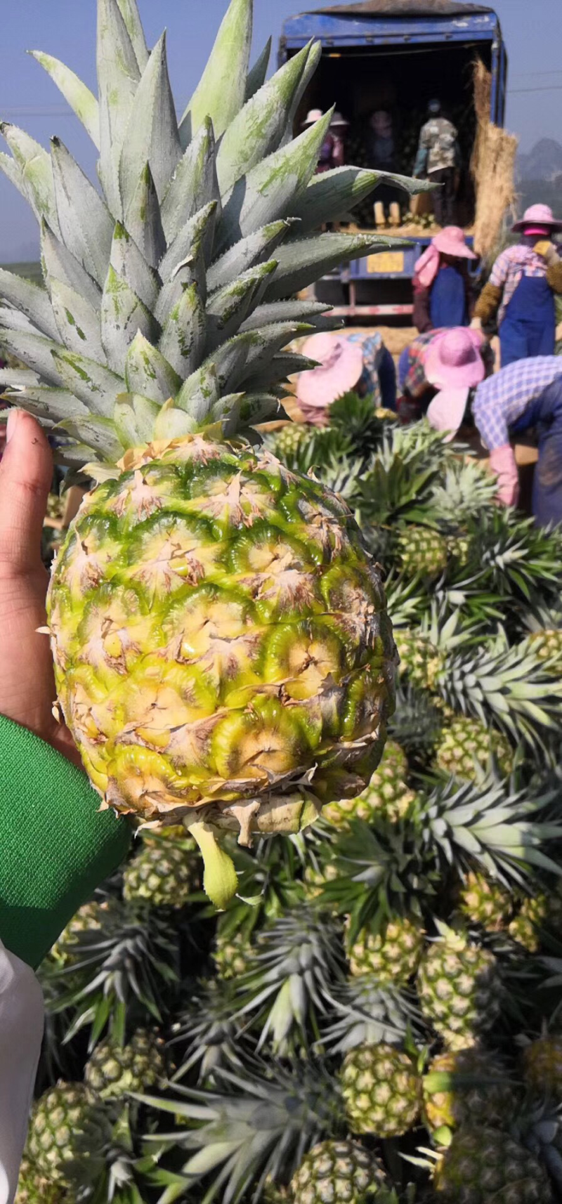 海南凤梨