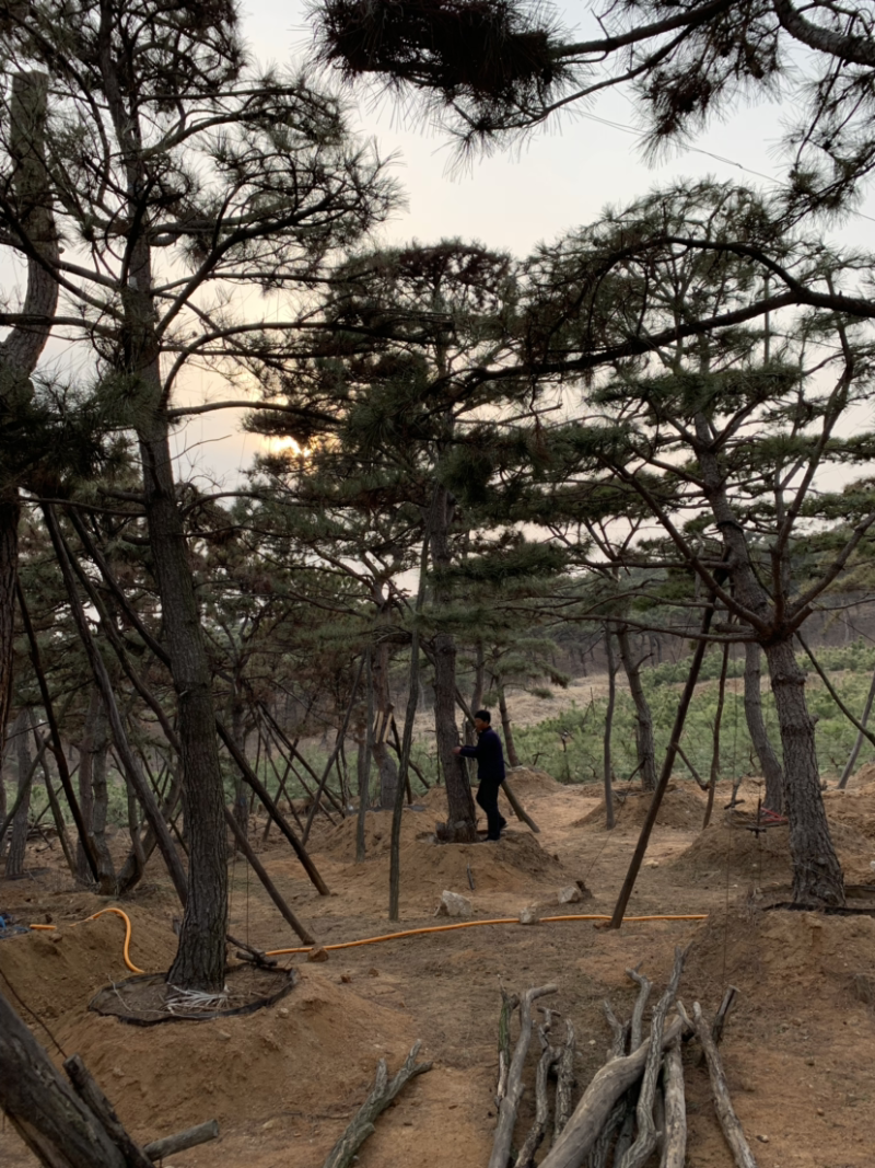 造型油松