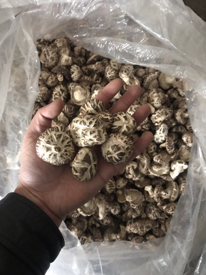 椴木香菇。花菇