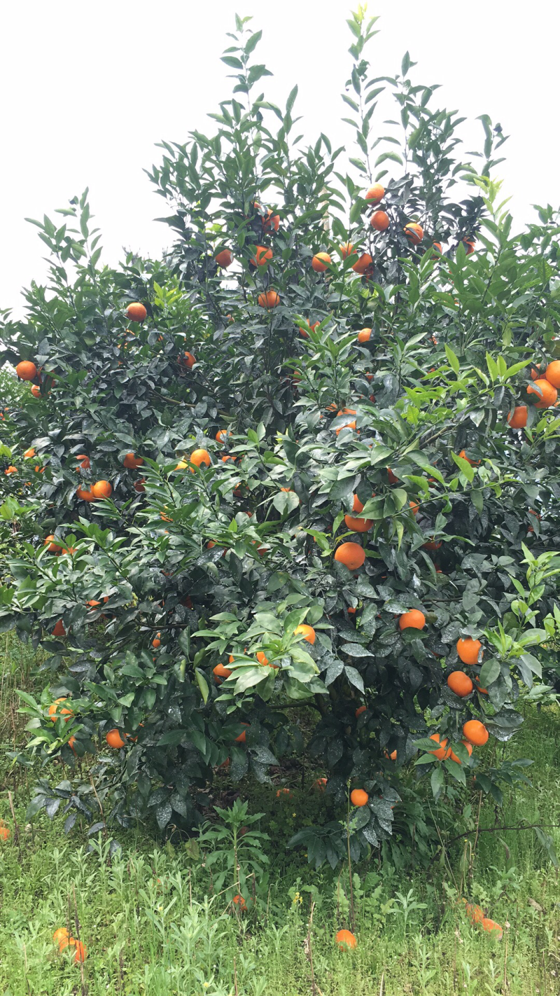 阳朔山地沃柑果面干净颜色新鲜口感甜过初恋！