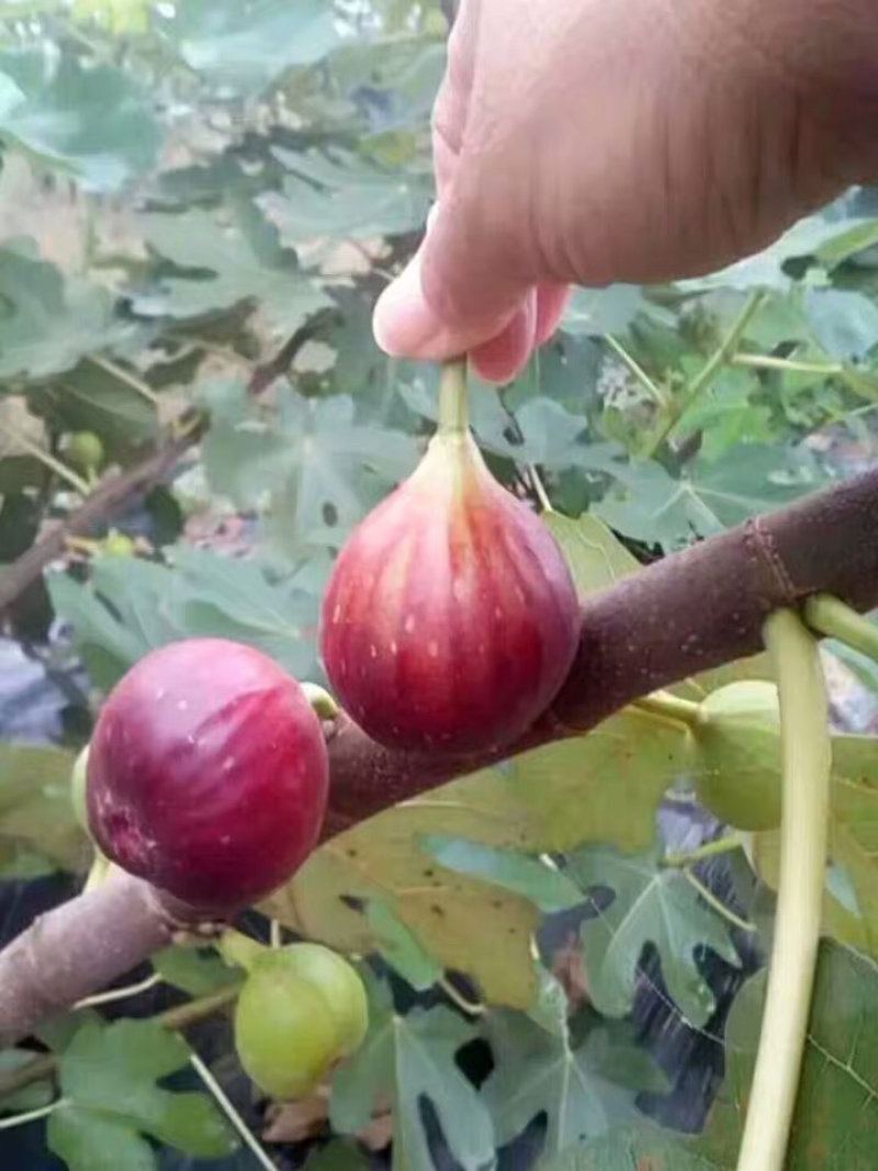 波姬红无花果苗嫁接无花果苗庭院盆栽地栽当年结果