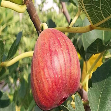 波姬红无花果苗嫁接无花果苗庭院盆栽地栽当年结果