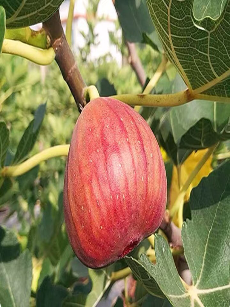 波姬红无花果苗嫁接无花果苗庭院盆栽地栽当年结果