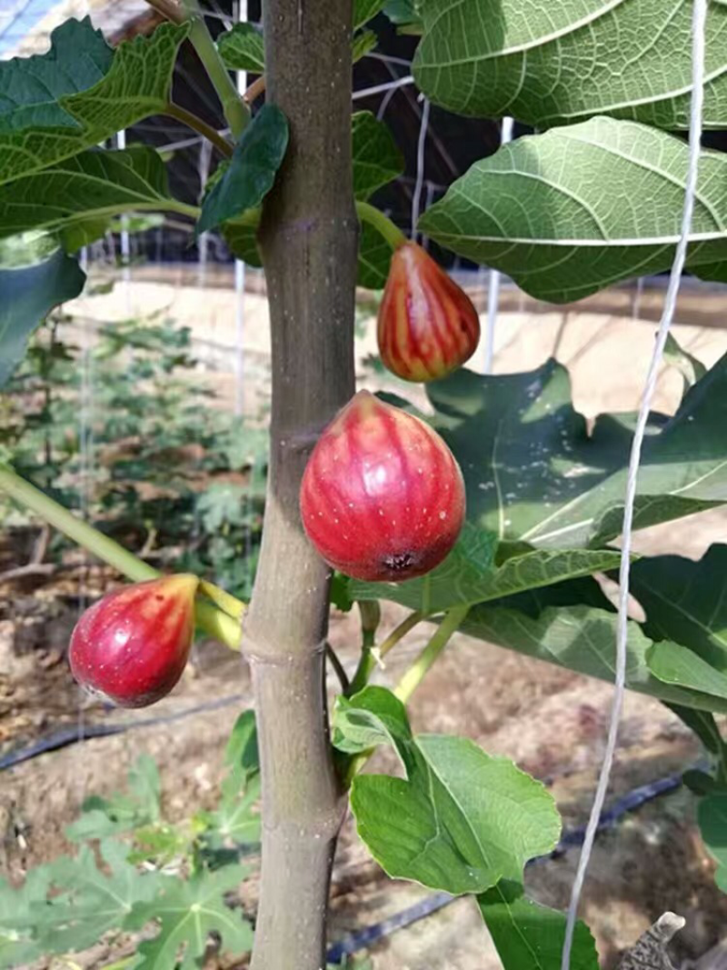 波姬红无花果苗嫁接无花果苗庭院盆栽地栽当年结果