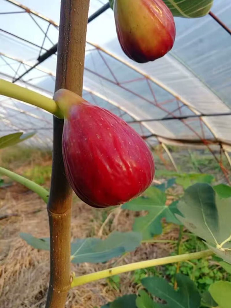 波姬红无花果苗嫁接无花果苗庭院盆栽地栽当年结果