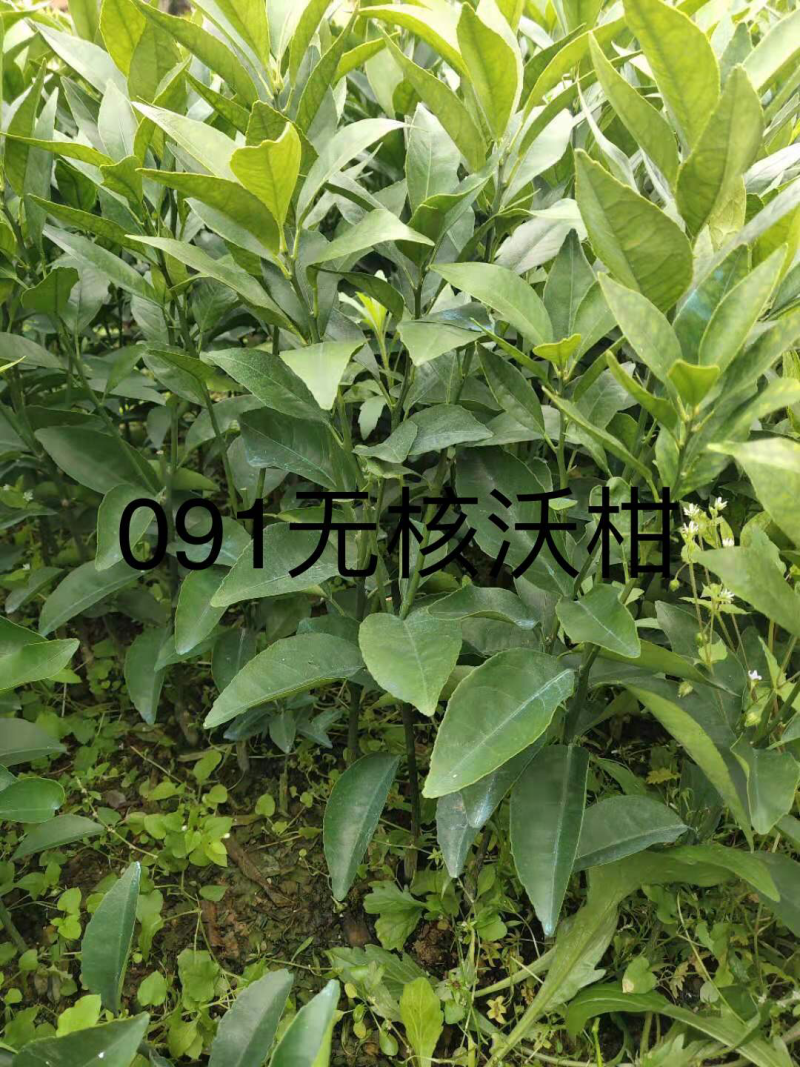 柑橘苗，橙子苗