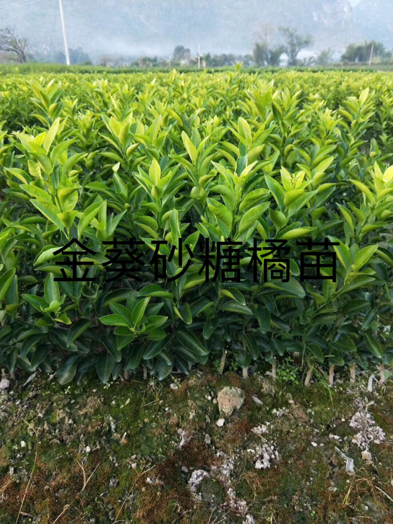柑橘苗，橙子苗