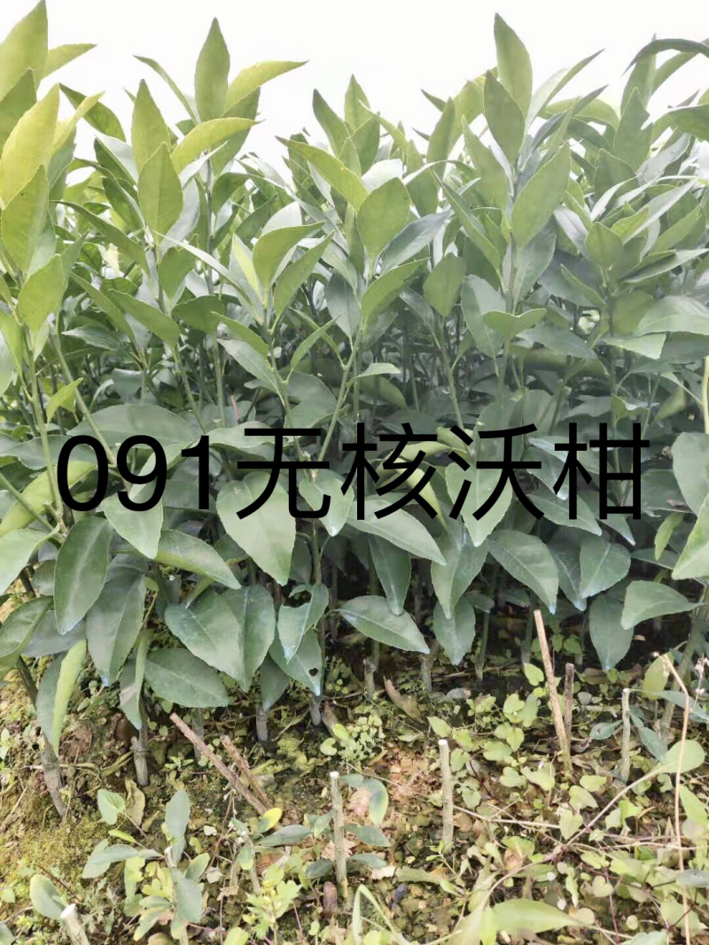 柑橘苗，橙子苗