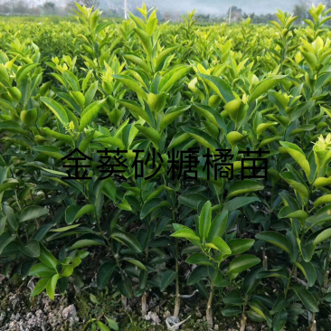 柑橘苗，橙子苗