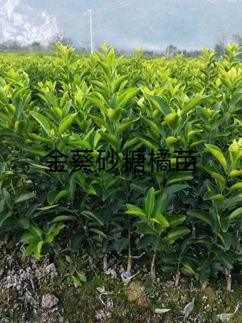柑橘苗，橙子苗