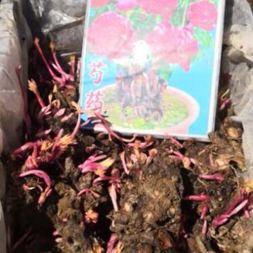 芍药