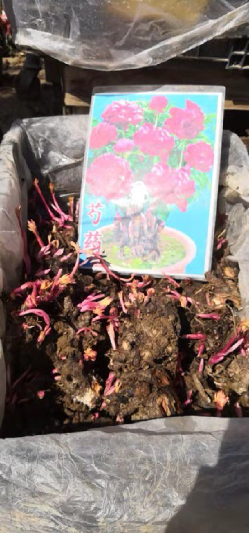 芍药