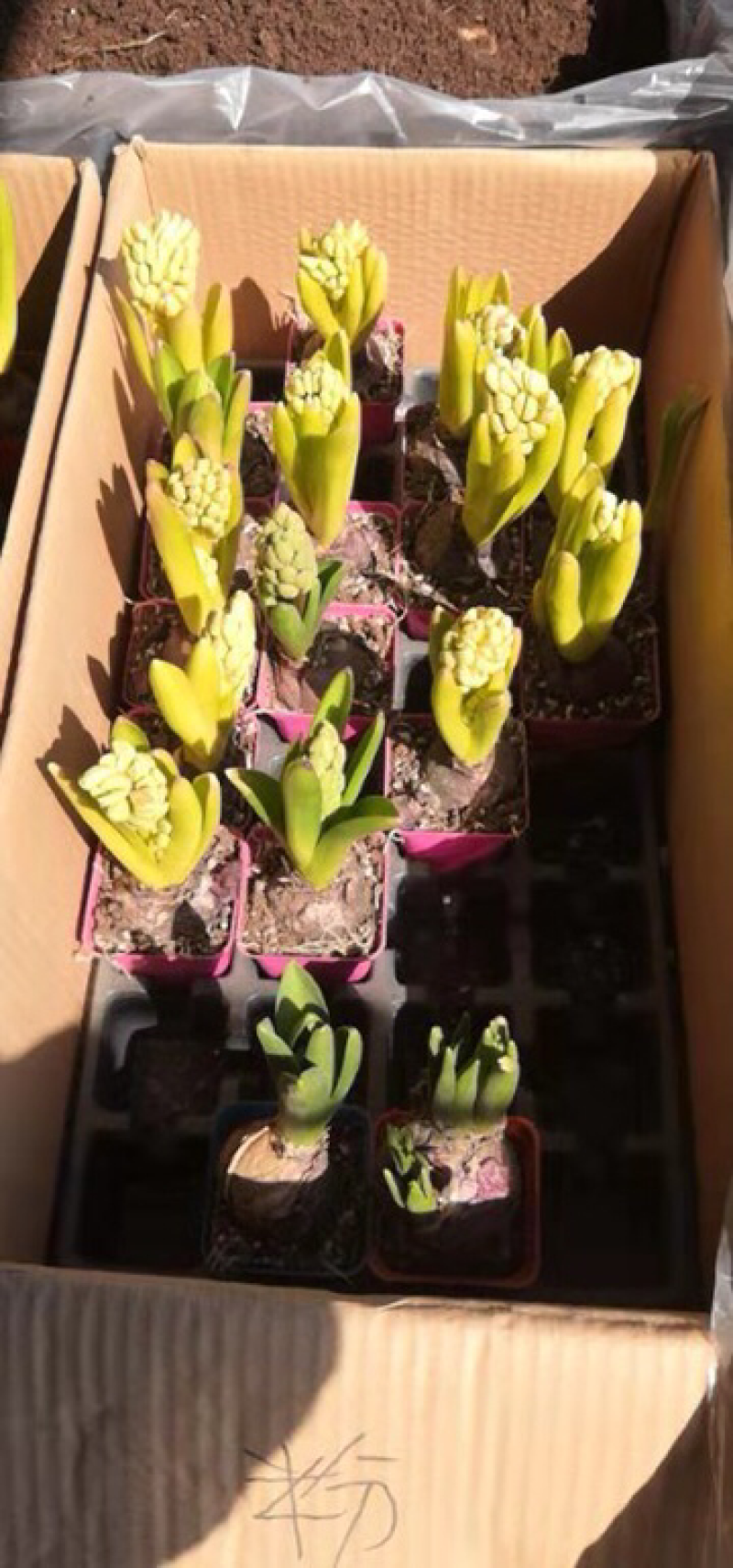 风信子苗红紫蓝粉