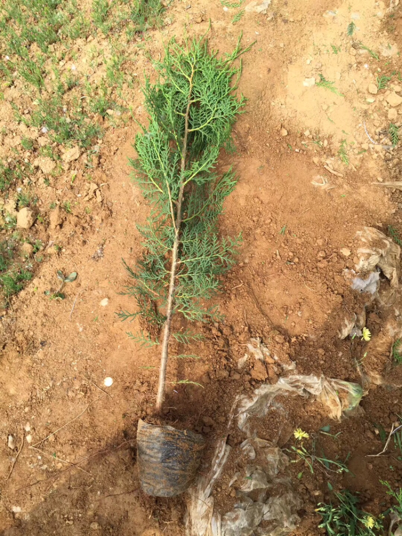 侧柏侧柏苗侧柏小苗侧柏杯苗侧柏树2米1.5米1米