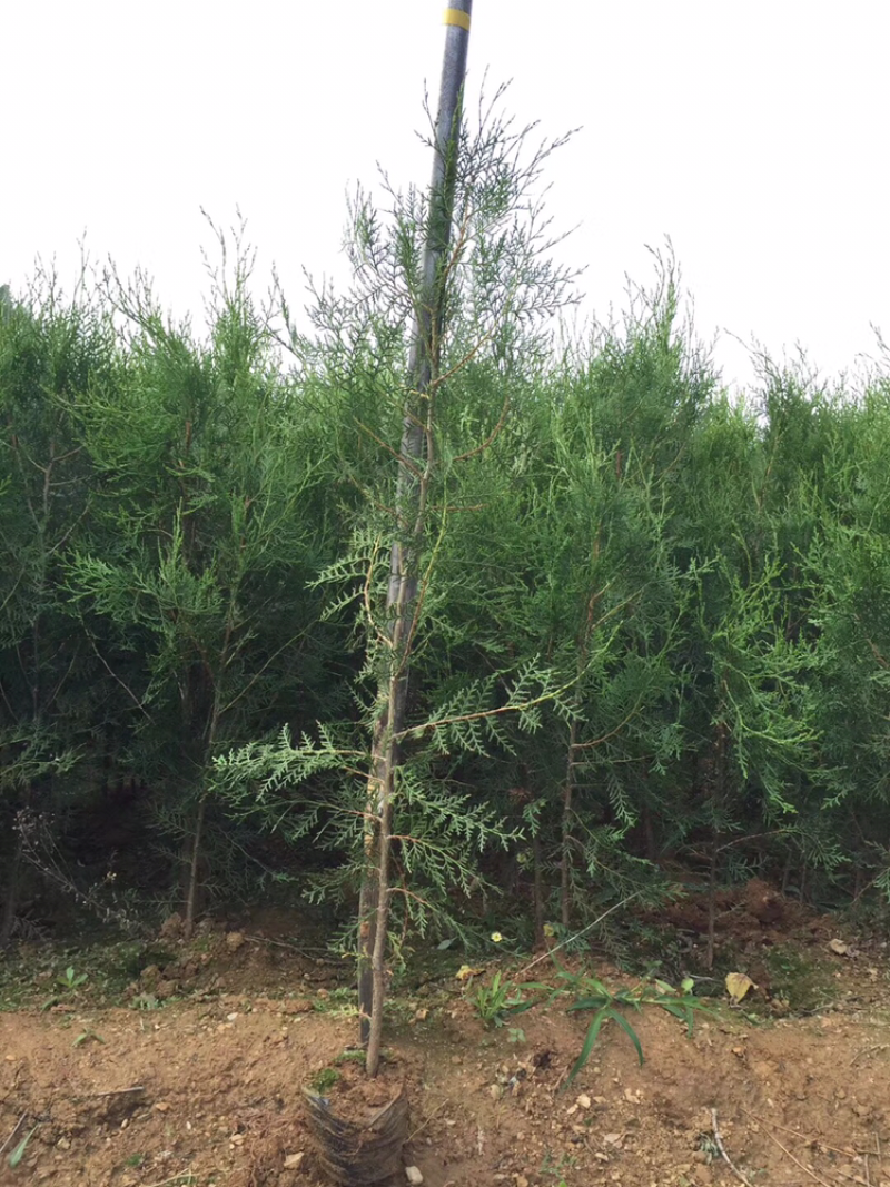 侧柏侧柏苗侧柏小苗侧柏杯苗侧柏树2米1.5米1米