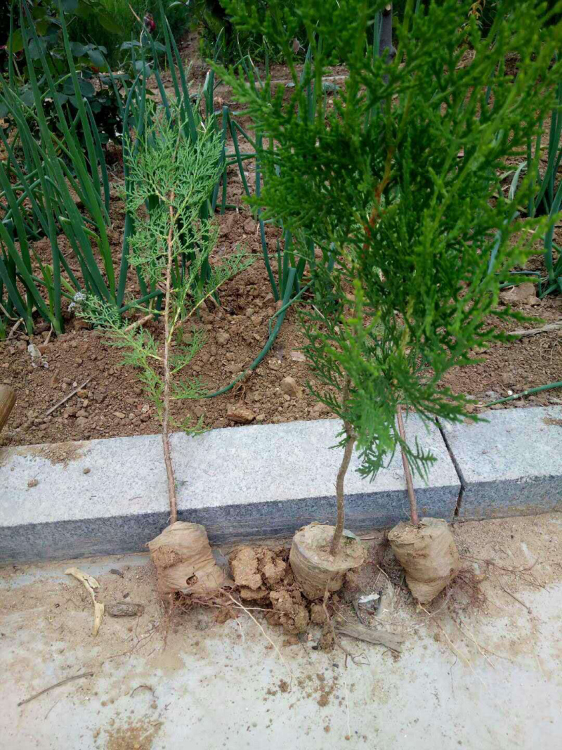 侧柏侧柏苗侧柏小苗侧柏杯苗侧柏树2米1.5米1米