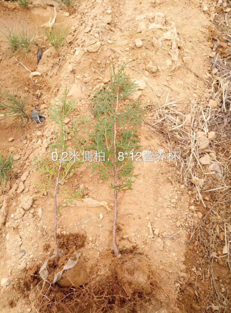 侧柏侧柏苗侧柏小苗侧柏杯苗侧柏树2米1.5米1米