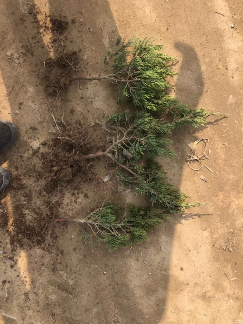 龙柏小龙柏龙柏杯苗龙柏树