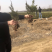 龙柏小龙柏龙柏杯苗龙柏树