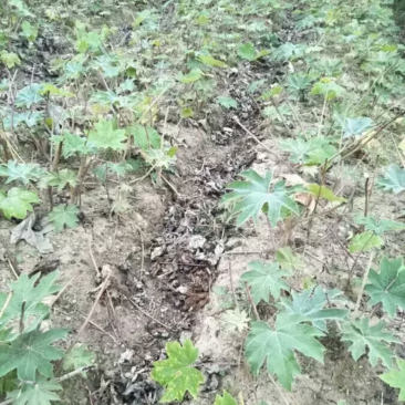 通草