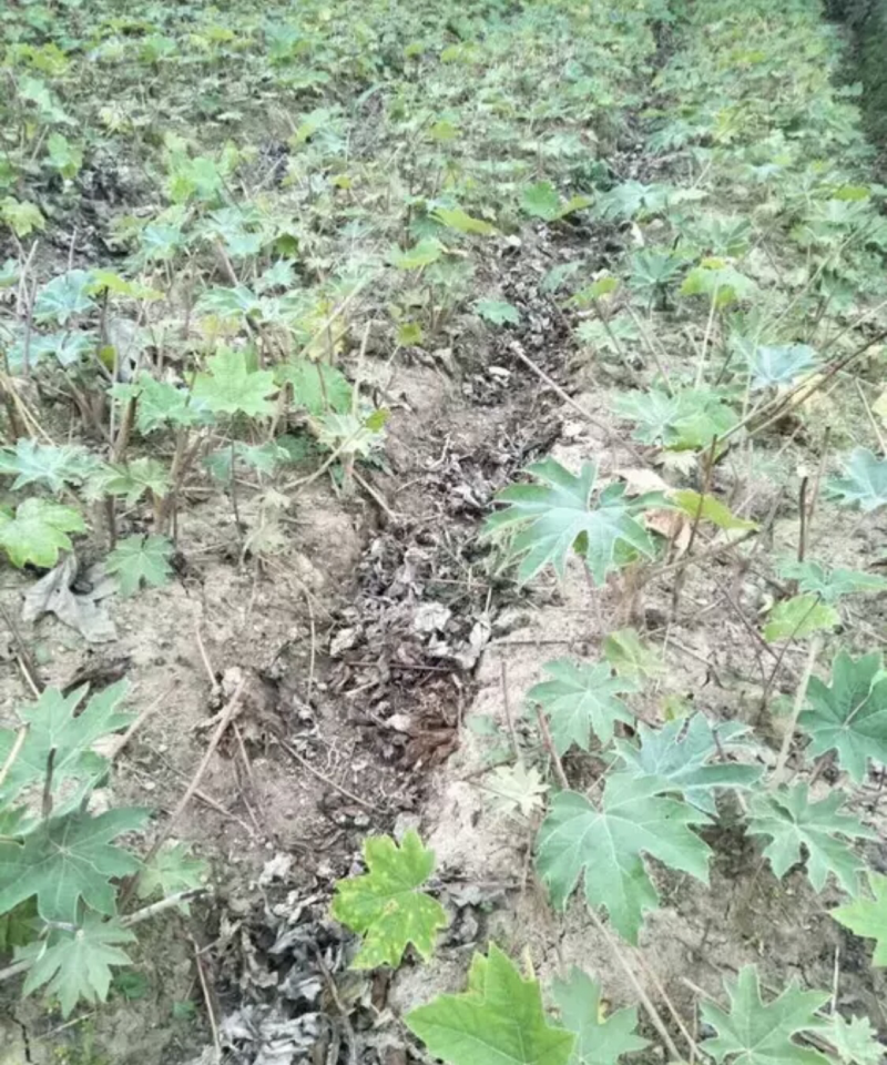 通草