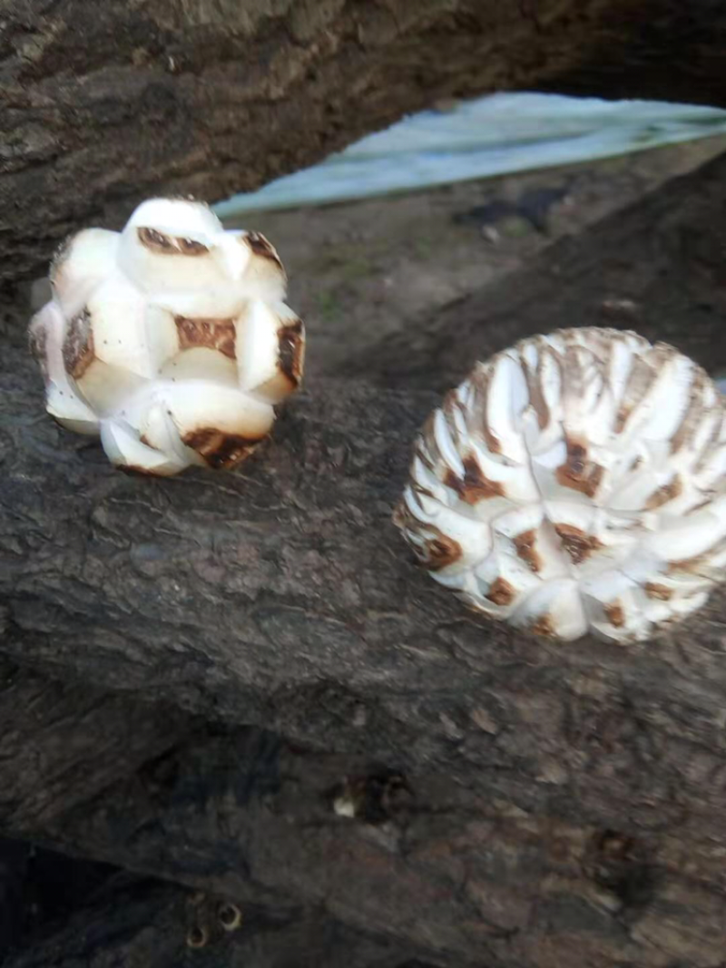椴木香菇，香菇中的精品