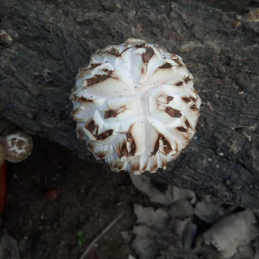 椴木香菇,香菇中的精品