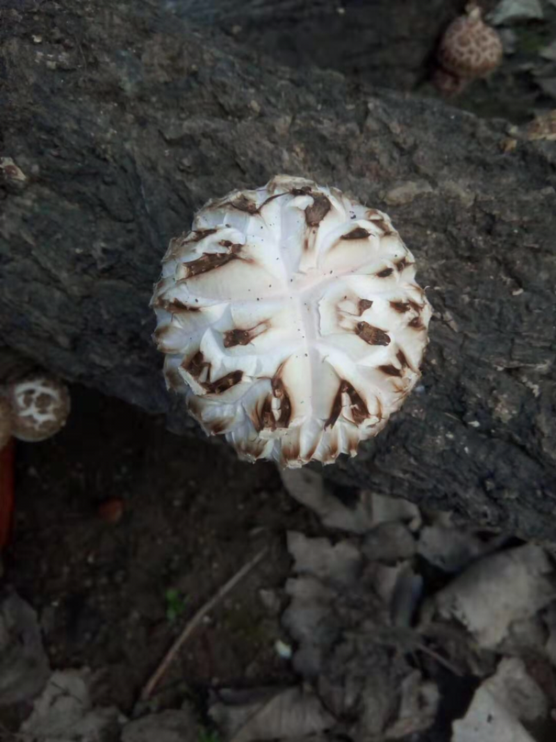 椴木香菇，香菇中的精品