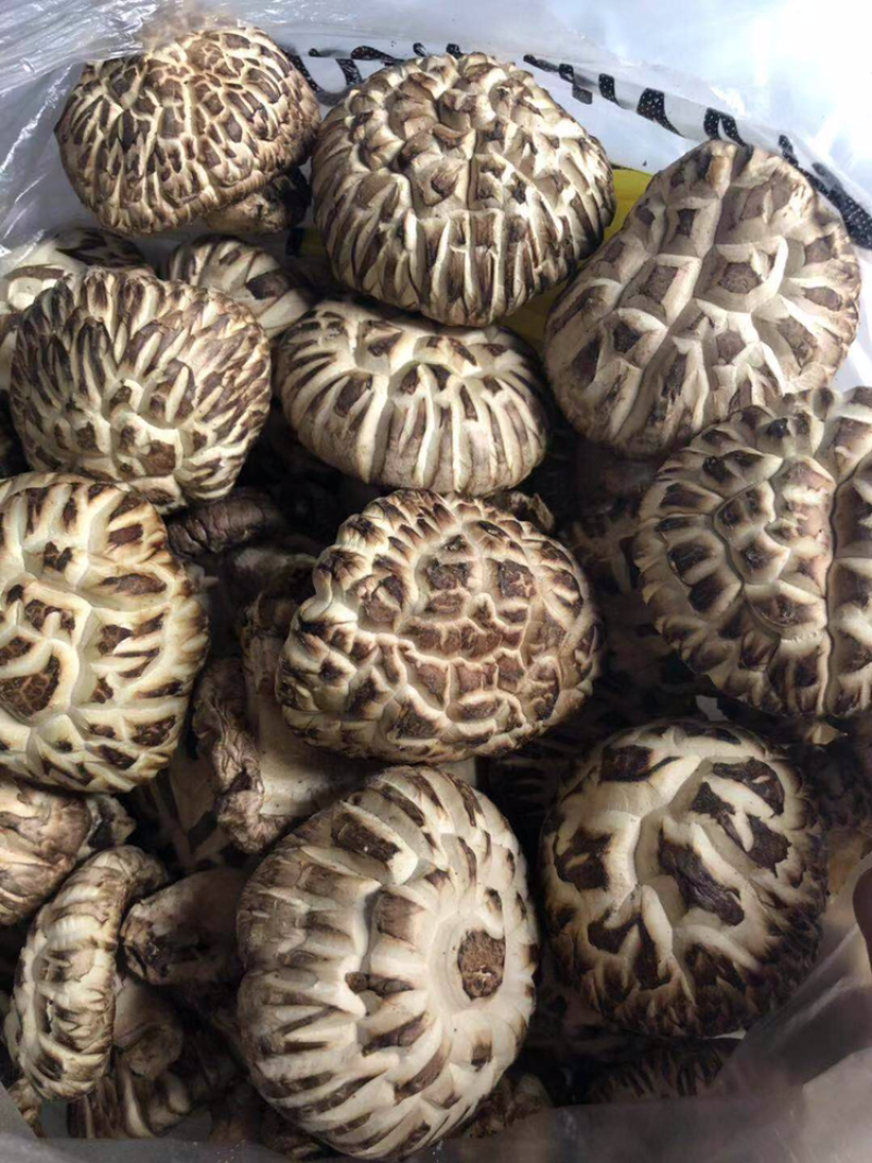 椴木香菇，香菇中的精品