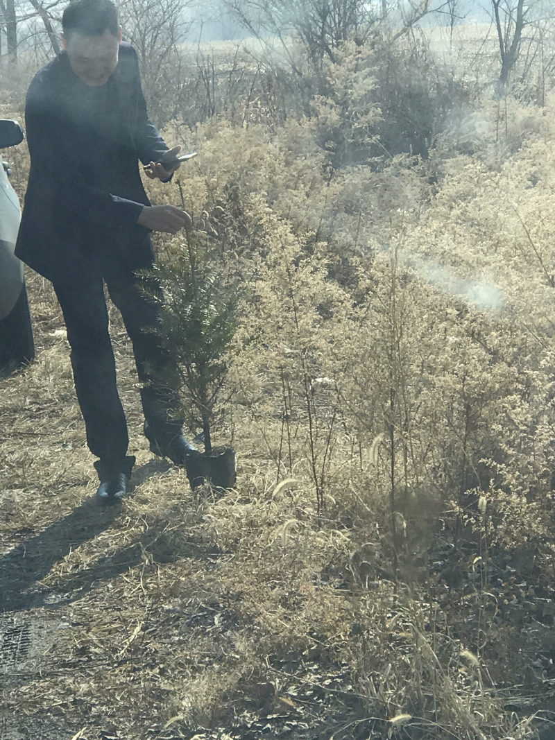 冷杉杯苗东北地区抗寒抗旱成活率高