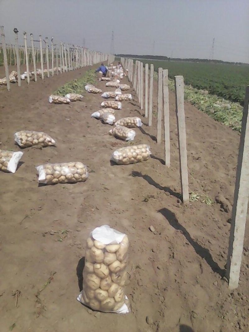 中薯5号土豆四两