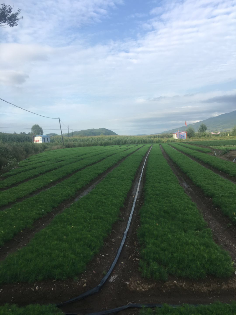 油松裸根一年生.8-15公分