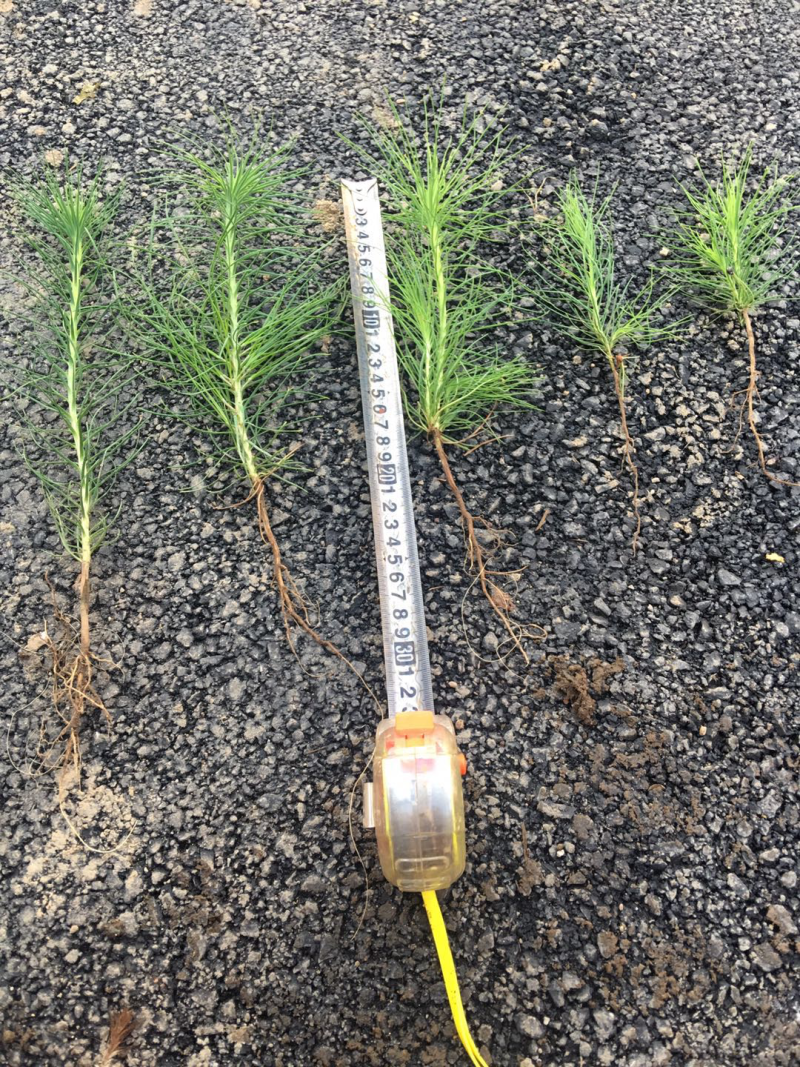 油松裸根一年生.8-15公分