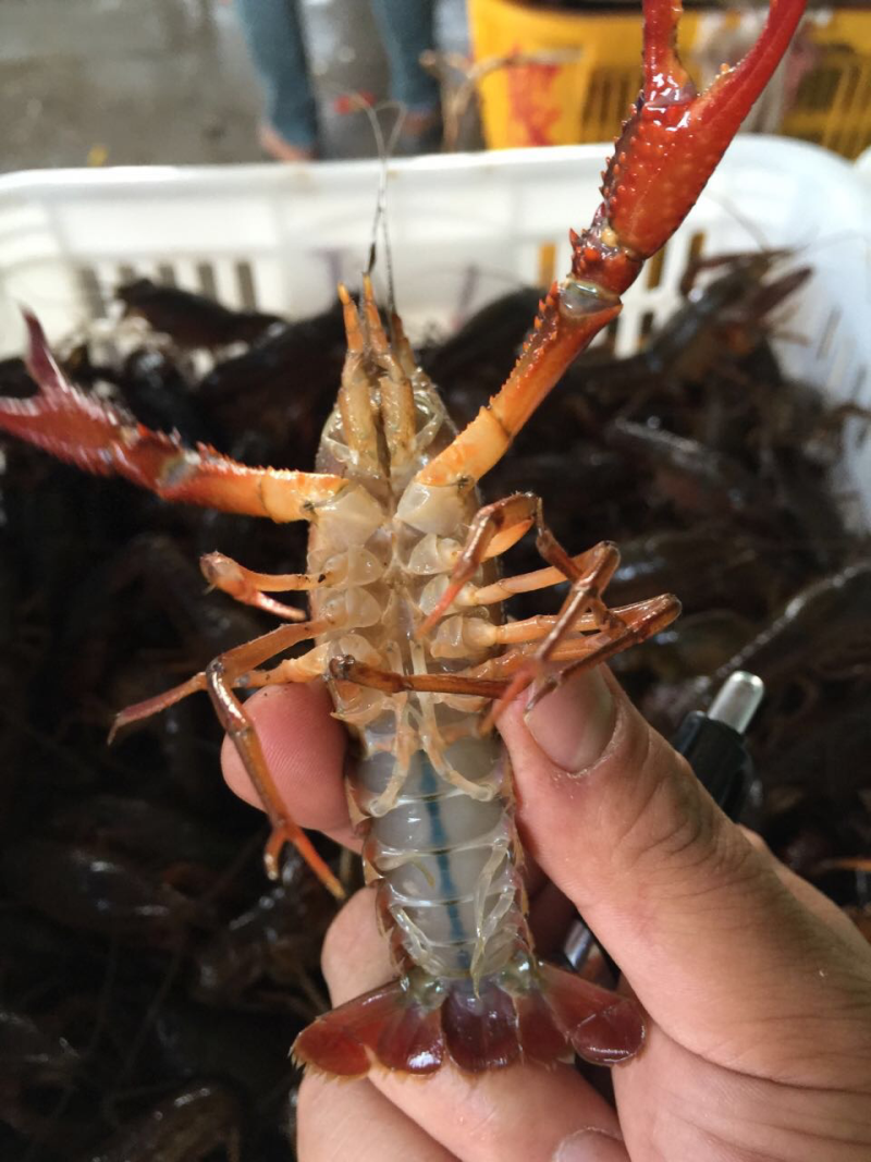 小龙虾红虾青虾已经上市