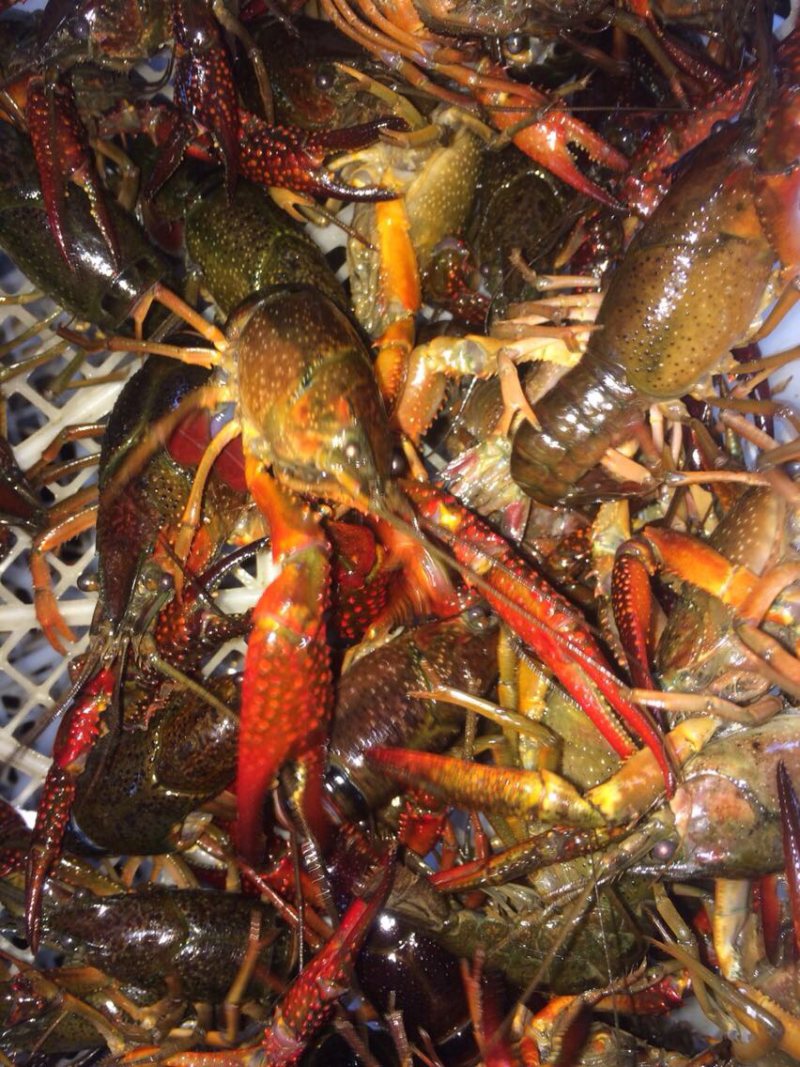 小龙虾红虾青虾已经上市