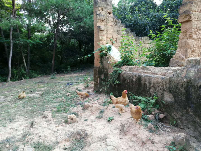 正宗农家散养土鸡蛋