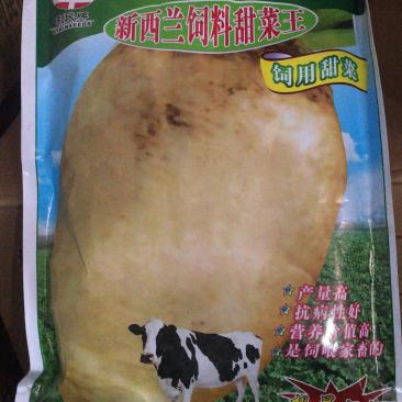 饲料甜菜种子高产抗病亩产20吨