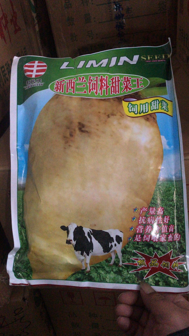 饲料甜菜种子高产抗病亩产20吨