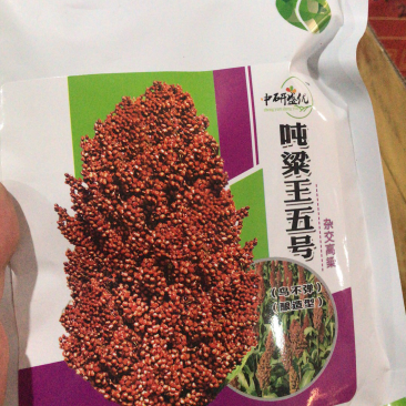 酿造型矮杆吨高粱五号高粱种子抗病高产