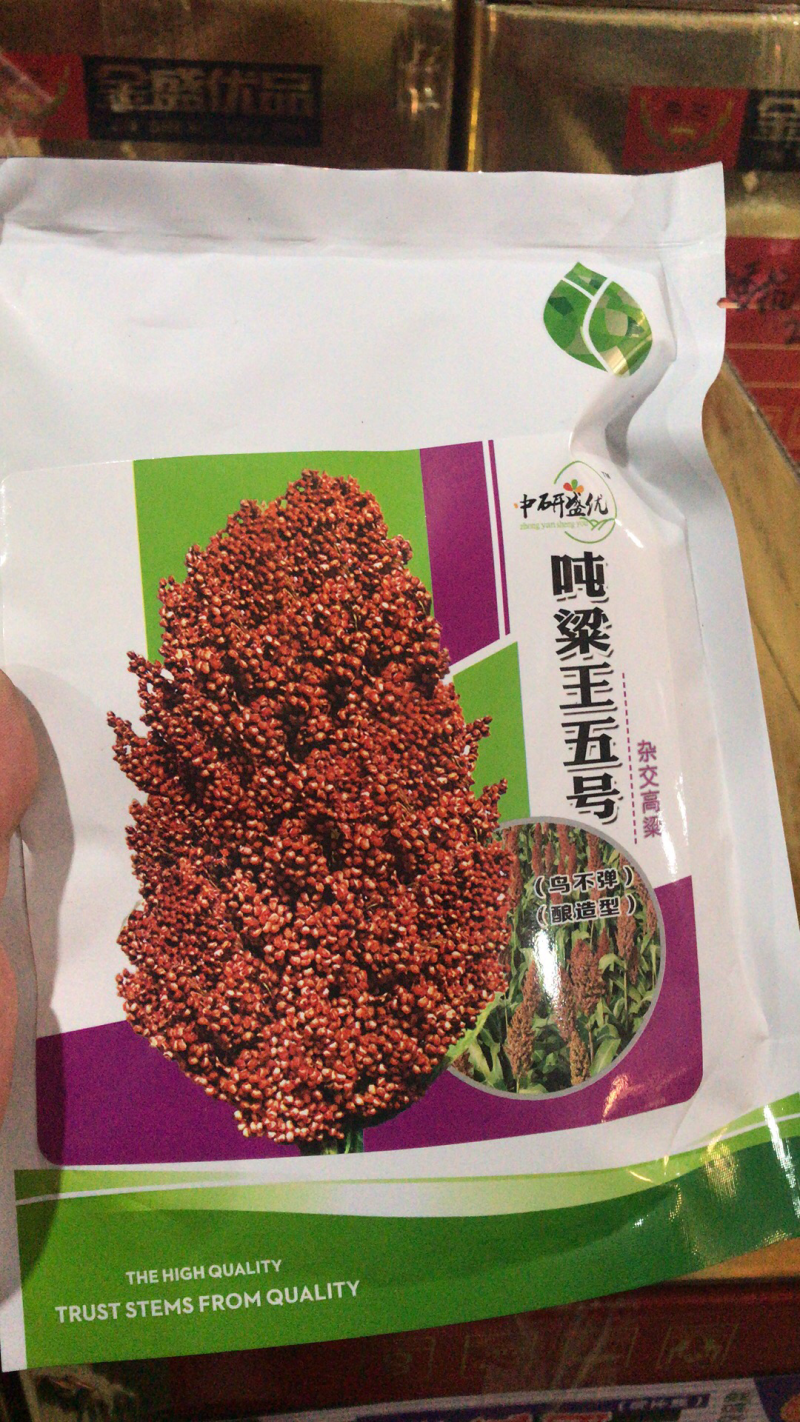 酿造型矮杆吨高粱五号高粱种子抗病高产