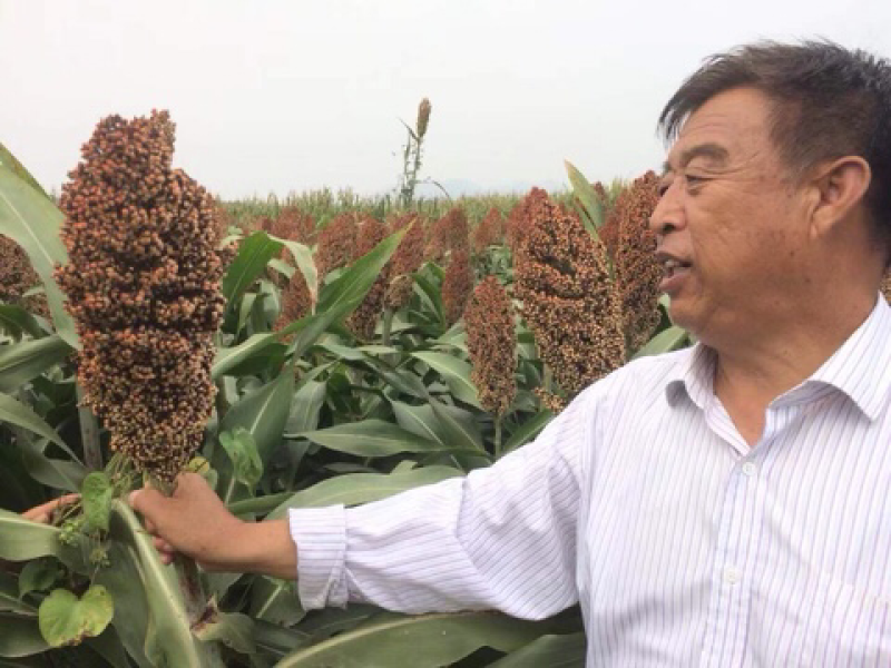 酿酒高粱种子红冠糯王八号高产抗病抗倒伏亩产1600斤