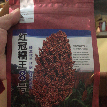 酿酒高粱种子红冠糯王八号高产抗病抗倒伏亩产1600斤