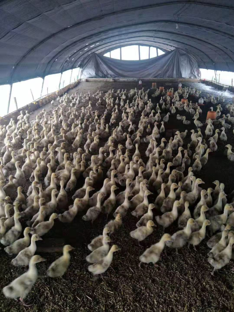 金羽王，380