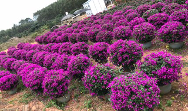 三角梅苗20万棵大量批发